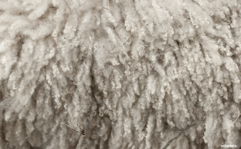 Wool